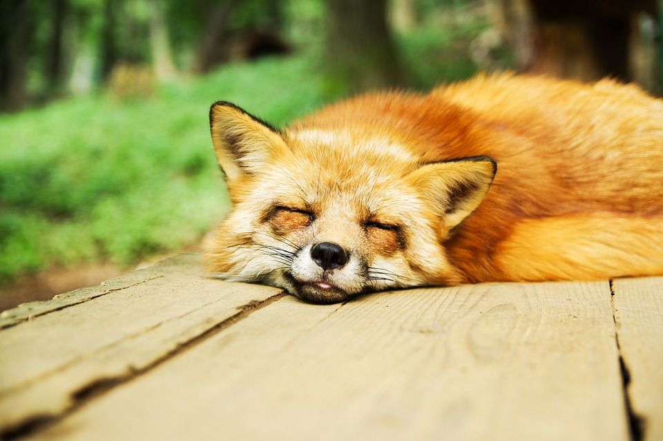 The Power of Napping: How Midday Rest Improves Productivity and Well-Being